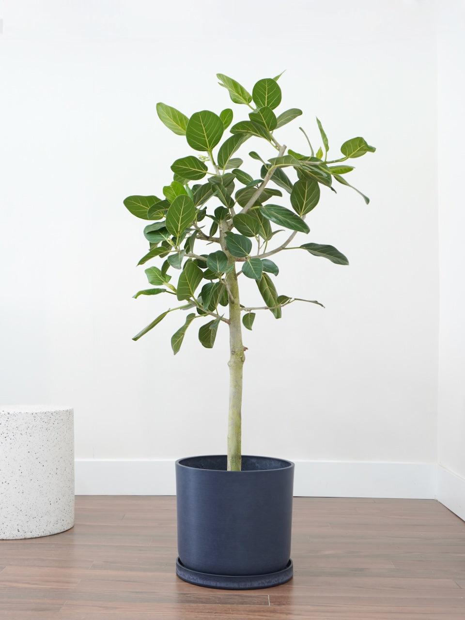 Ficus 'audrey', Standard - View 16 from www redcrocus com
