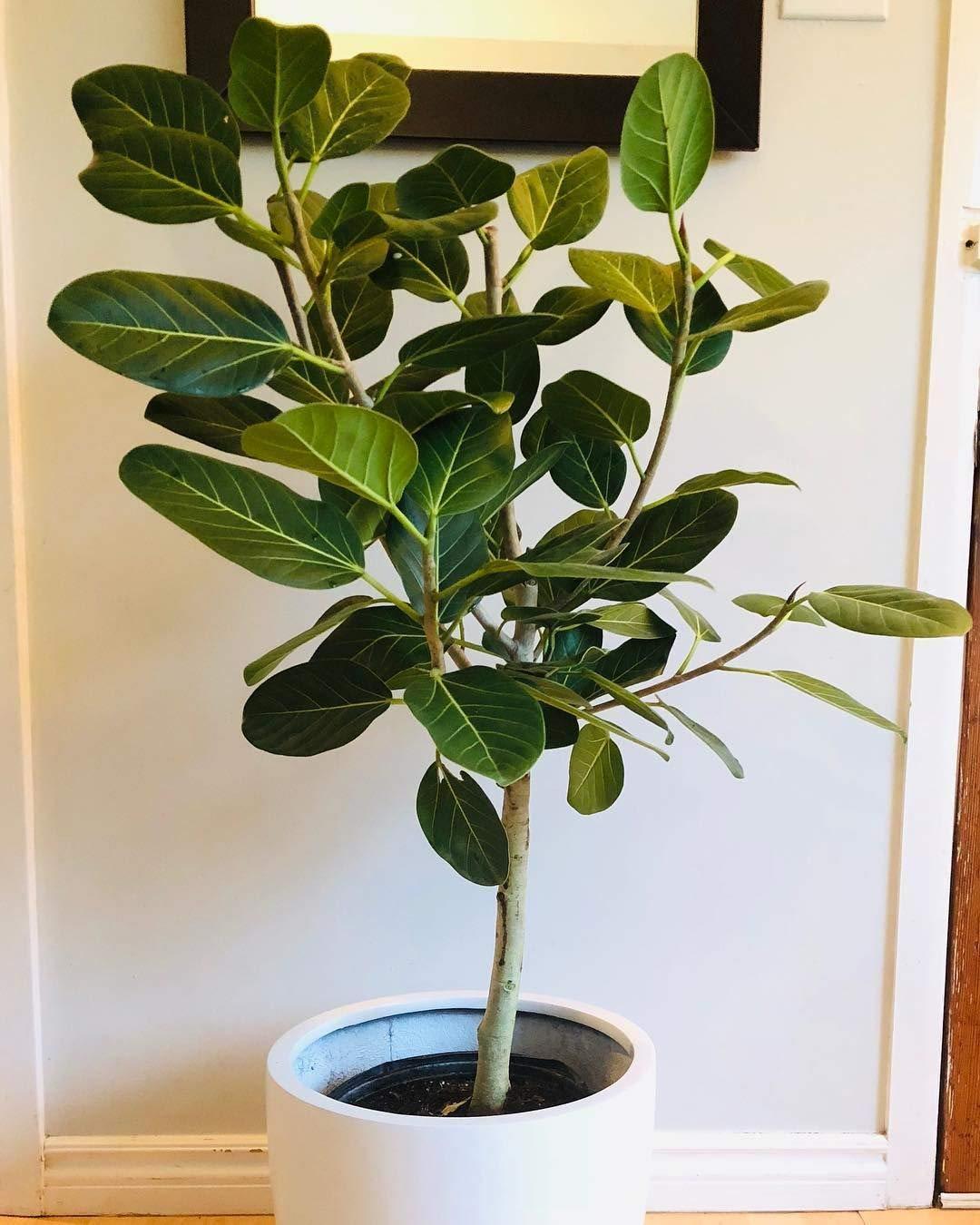 Ficus 'audrey', Standard - View 18 from www redcrocus com
