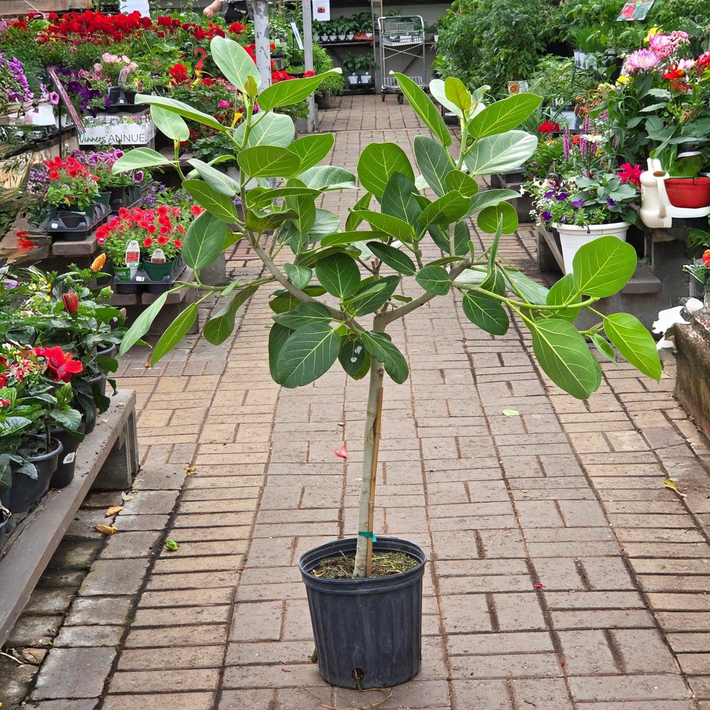 Ficus 'audrey', Standard - View 19 from www redcrocus com