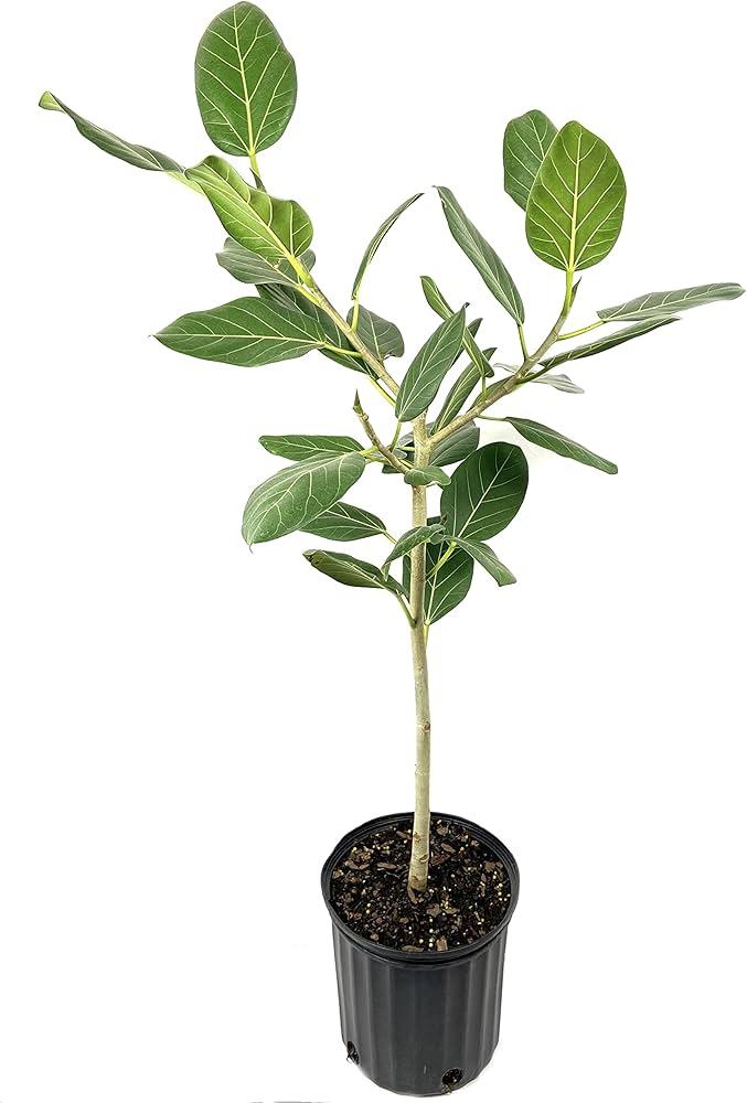 Ficus 'audrey', Standard - View 21 from www redcrocus com