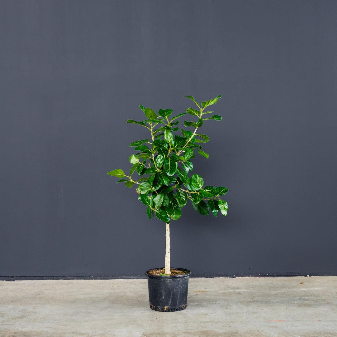 Ficus 'audrey', Standard - View 22 from www redcrocus com