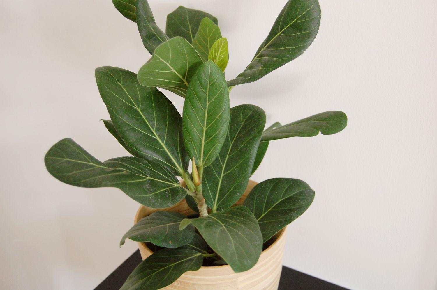 Ficus 'audrey', Standard - View 23 from www redcrocus com