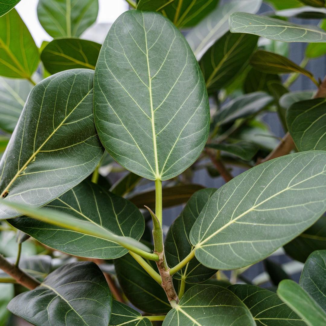 Ficus 'audrey', Standard - View 24 from www redcrocus com