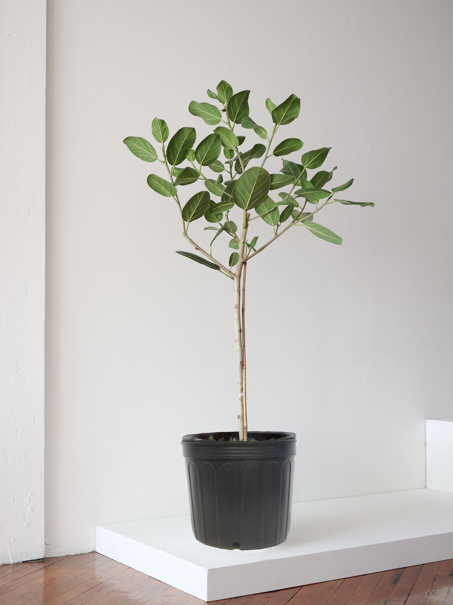 Ficus 'audrey', Standard - View 25 from www redcrocus com