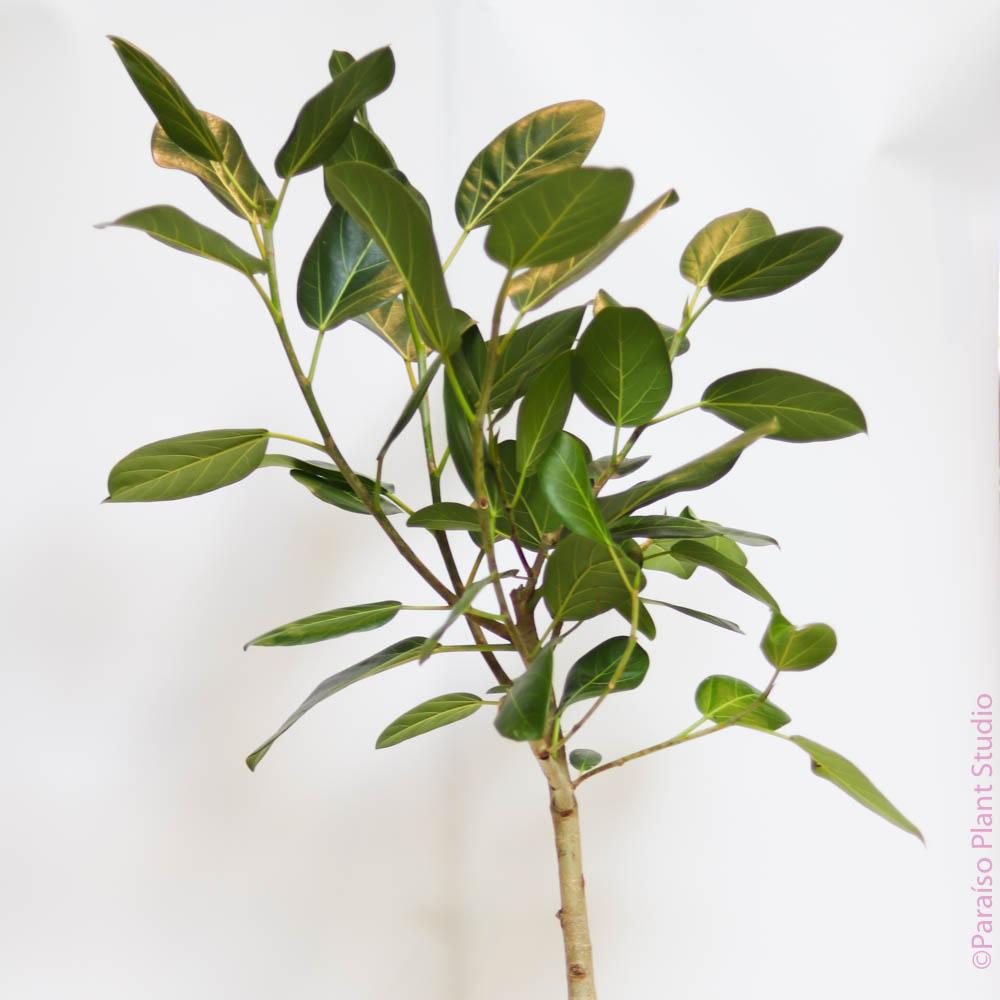 Ficus 'audrey', Standard - View 28 from www redcrocus com