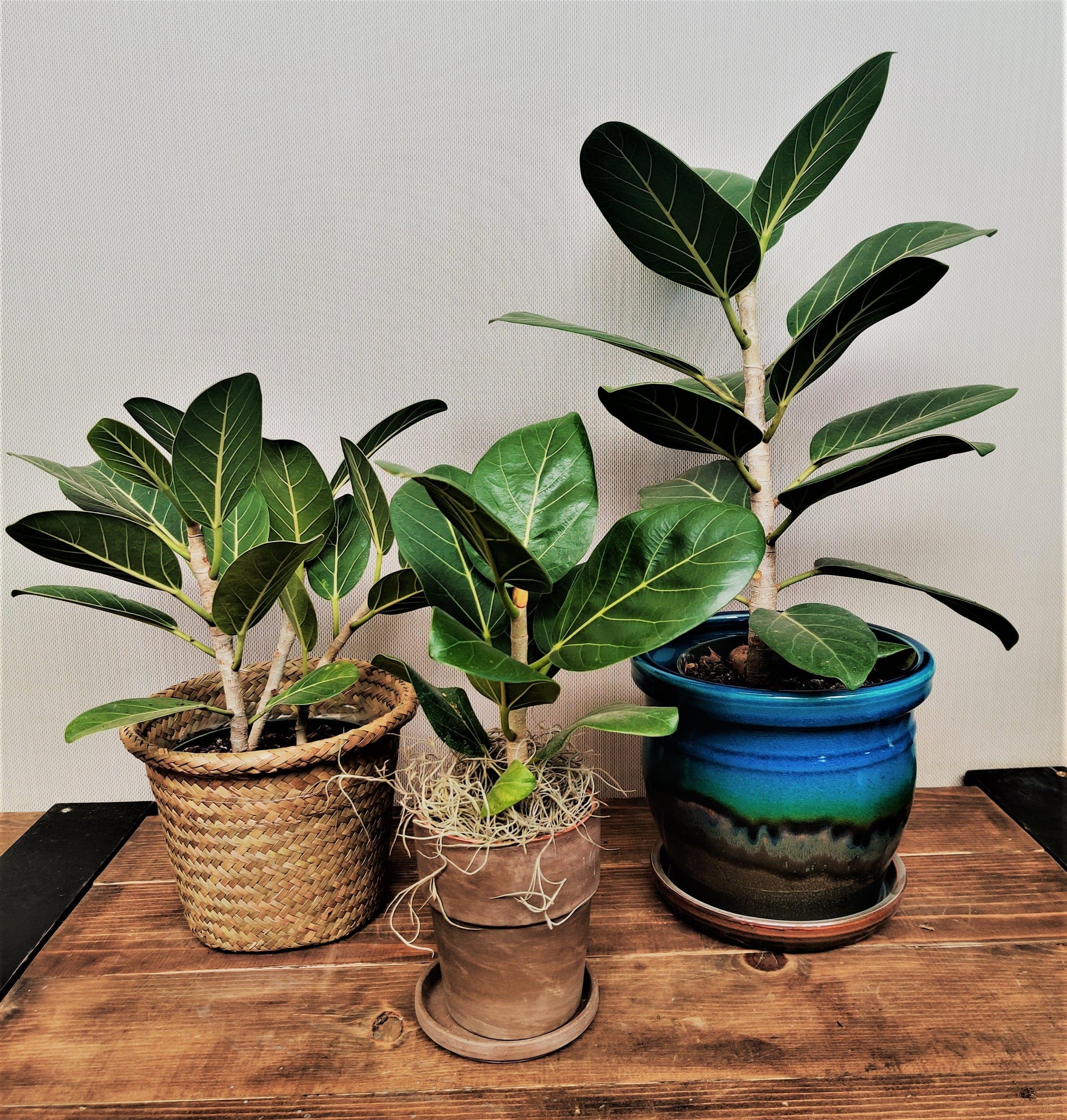 Ficus 'audrey', Standard - View 30 from www redcrocus com