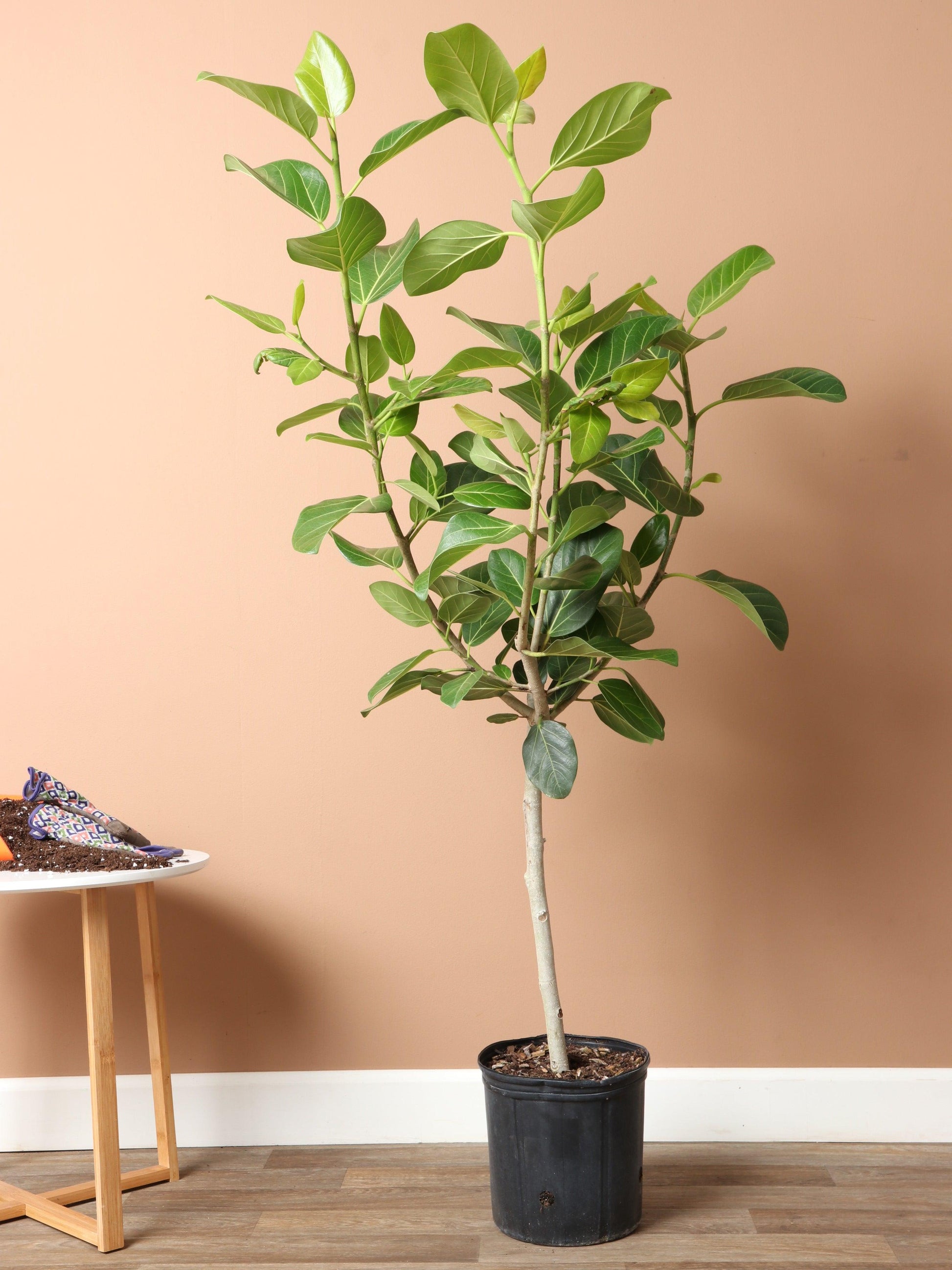 Ficus 'audrey', Standard - View 32 from www redcrocus com