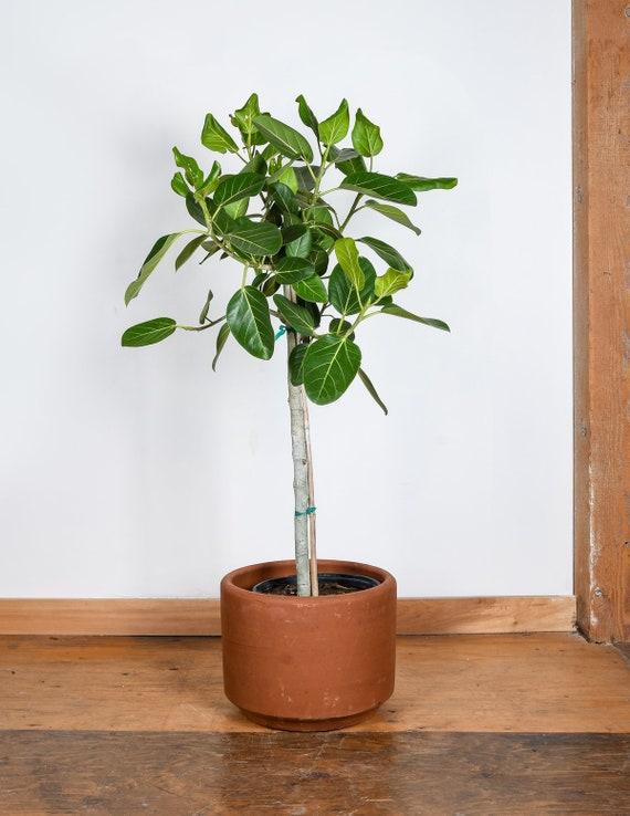 Ficus 'audrey', Standard - View 33 from www redcrocus com