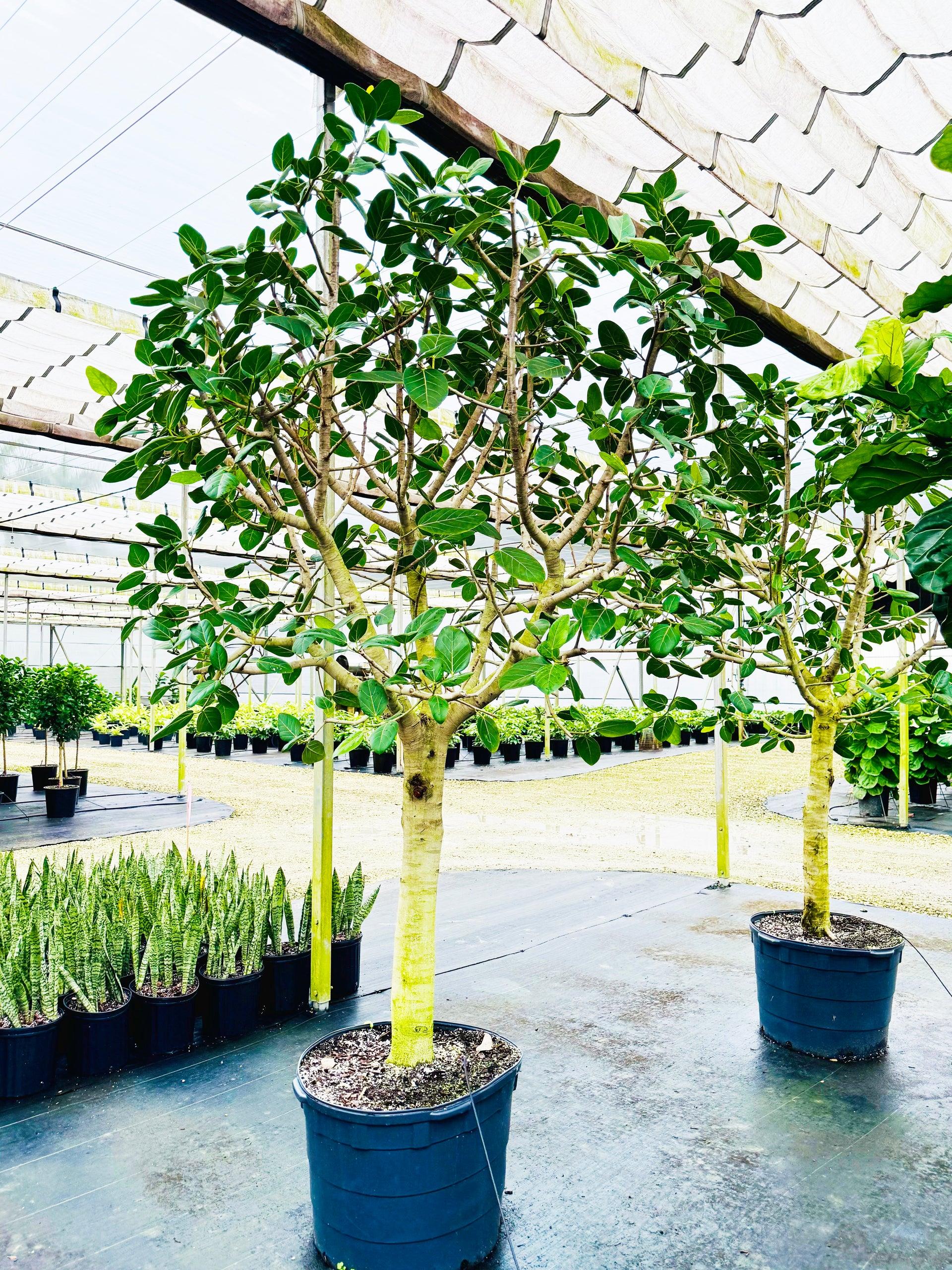 Ficus 'audrey', Standard - View 35 from www redcrocus com