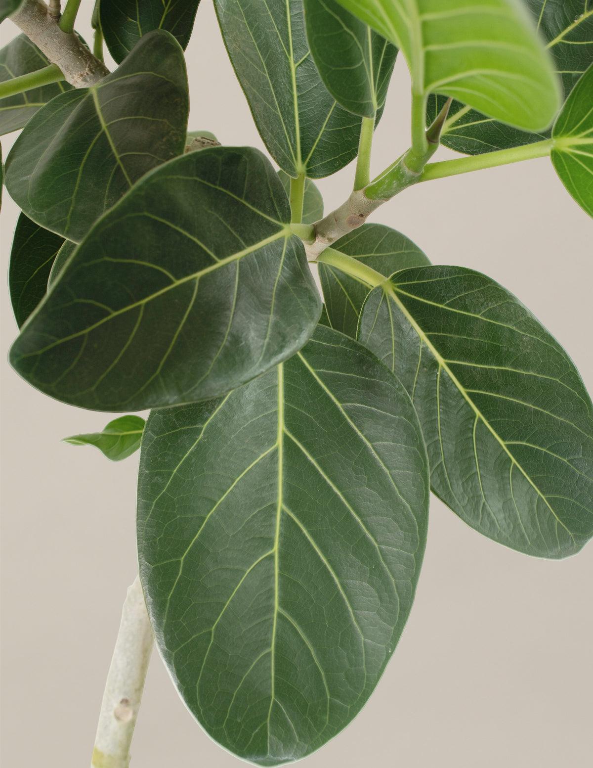 Ficus 'audrey', Standard - View 38 from www redcrocus com