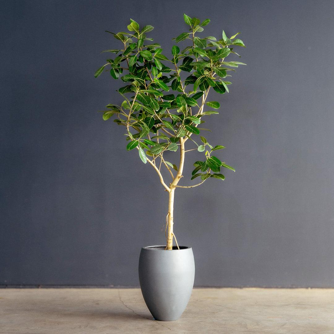 Ficus 'audrey', Standard - View 3 from www redcrocus com