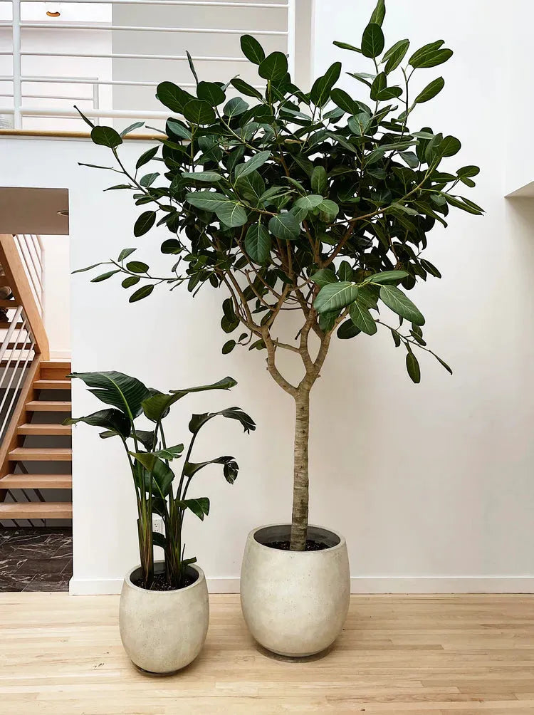 Ficus 'audrey', Standard - View 4 from www redcrocus com