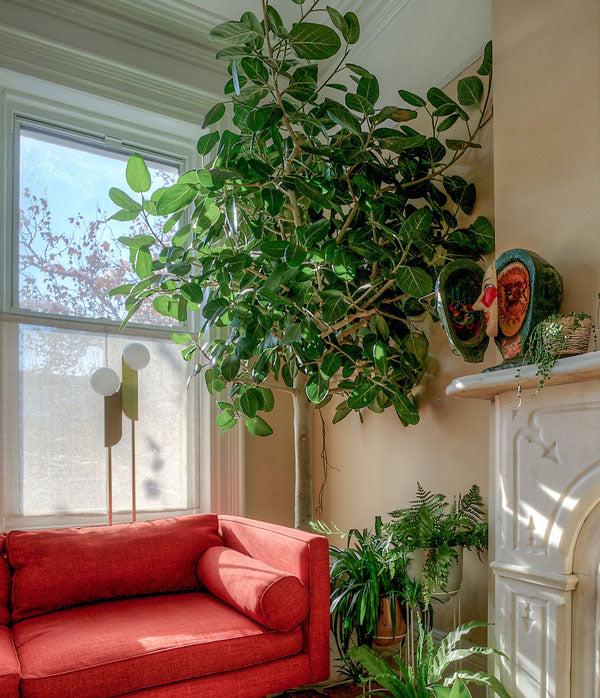 Ficus 'audrey', Standard - View 5 from www redcrocus com