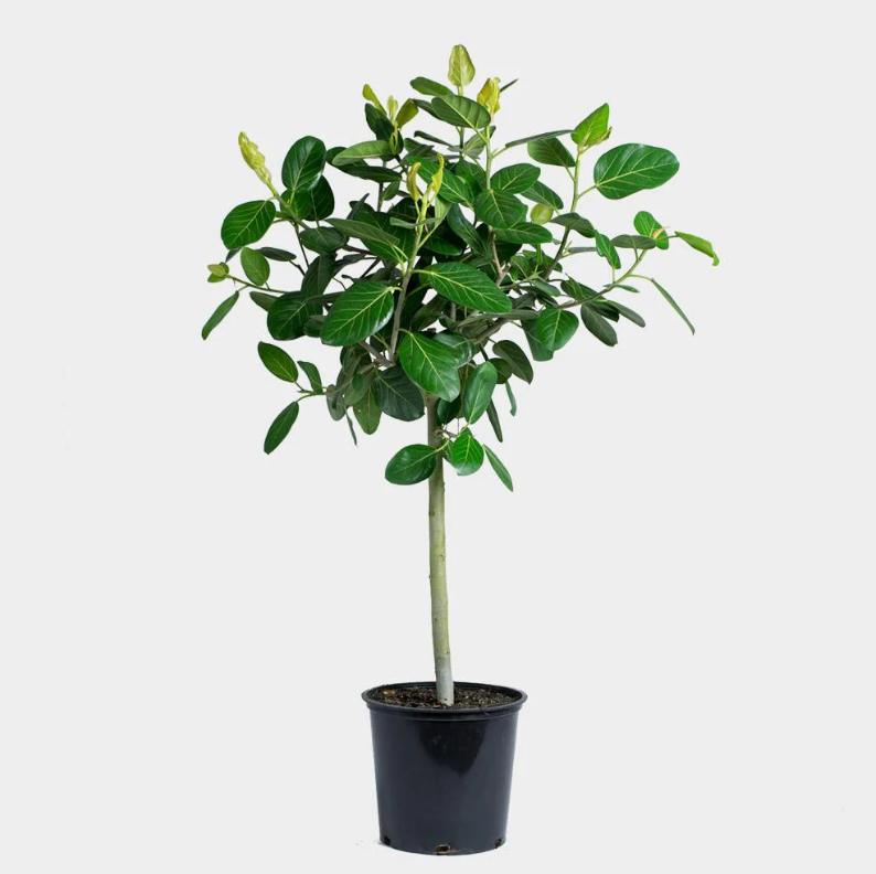 Ficus 'audrey', Standard - View 6 from www redcrocus com