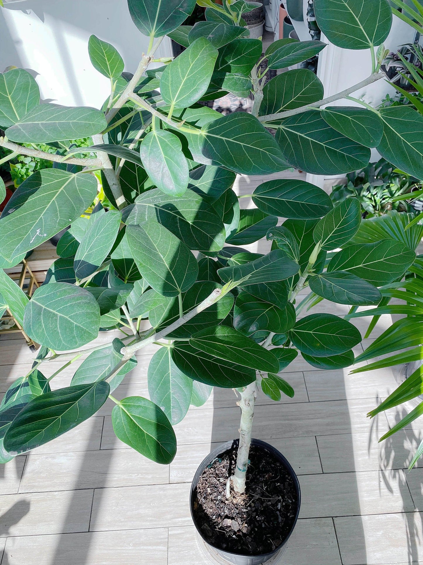 Ficus 'audrey', Standard - View 7 from www redcrocus com