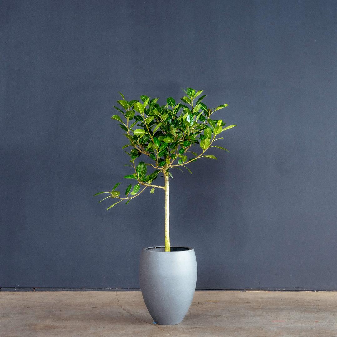 Ficus 'audrey', Standard - View 8 from www redcrocus com