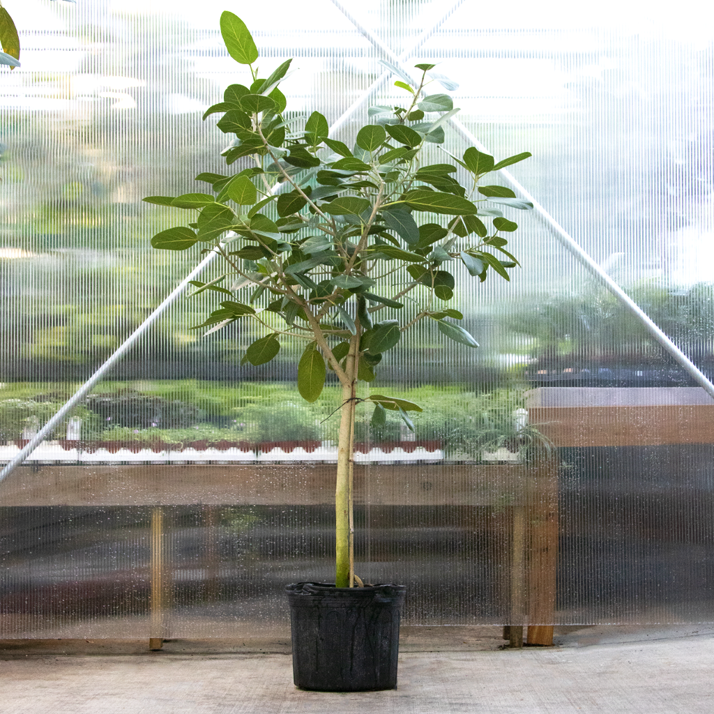 Ficus 'audrey', Standard - View 9 from www redcrocus com