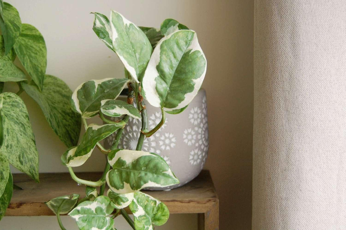 Pothos, Epipremnum Aureum 'n'joy' - View 11 from www redcrocus com