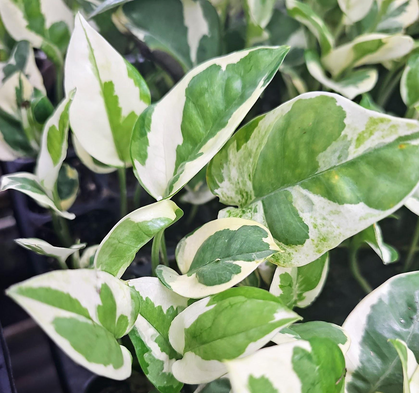 Pothos, Epipremnum Aureum 'n'joy' - View 13 from www redcrocus com