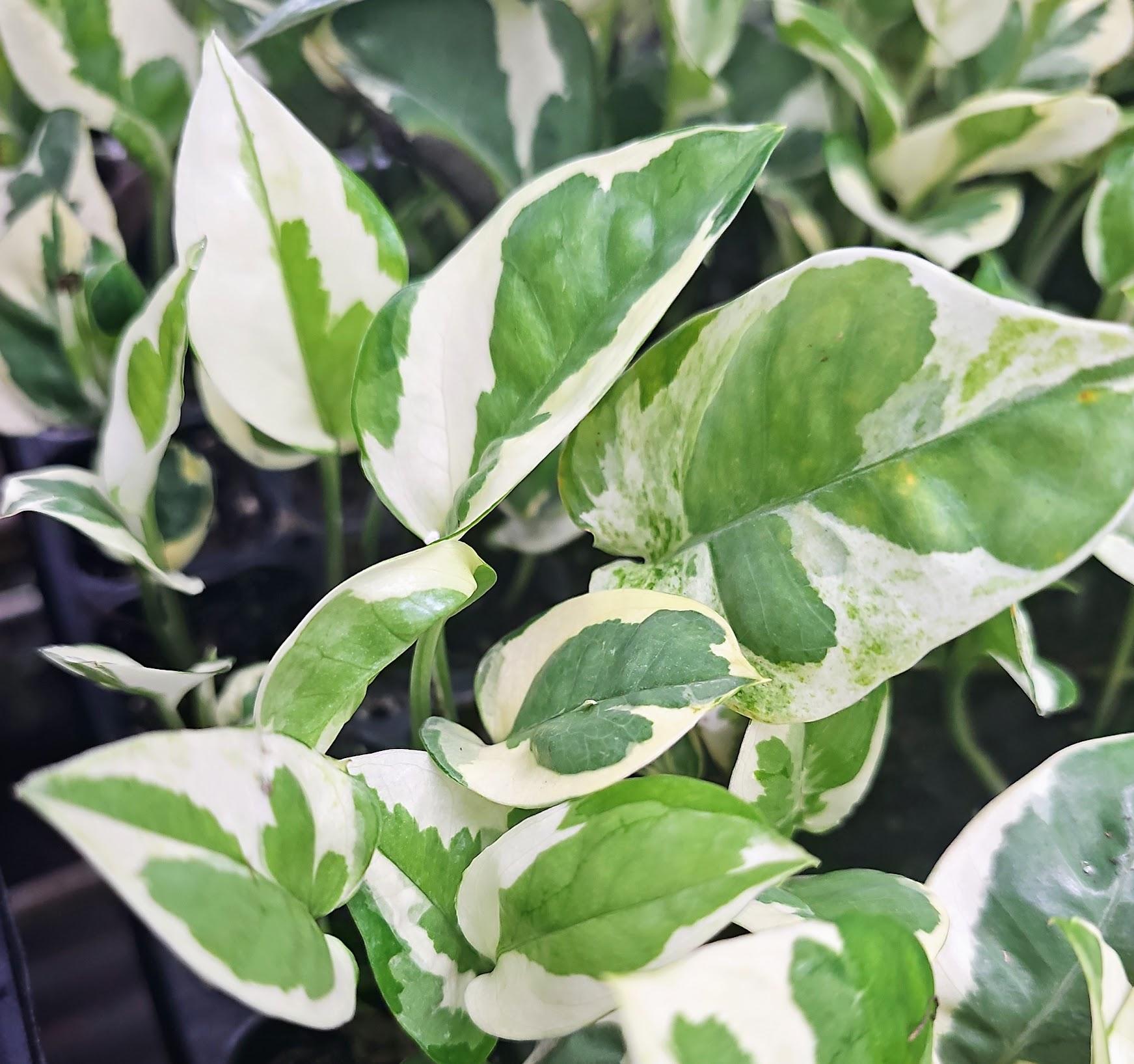 Pothos, Epipremnum Aureum 'n'joy' - View 13 from www redcrocus com