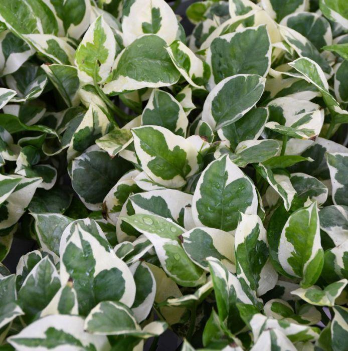 Pothos, Epipremnum Aureum 'n'joy' - View 14 from www redcrocus com