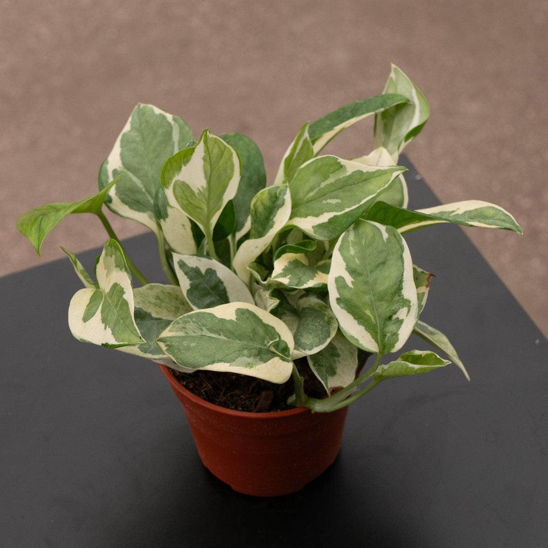 Pothos, Epipremnum Aureum 'n'joy' - View 15 from www redcrocus com