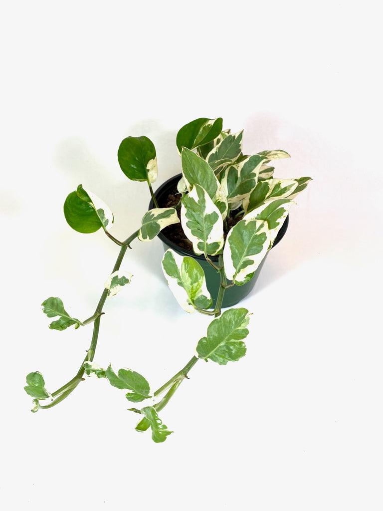 Pothos, Epipremnum Aureum 'n'joy' - View 17 from www redcrocus com