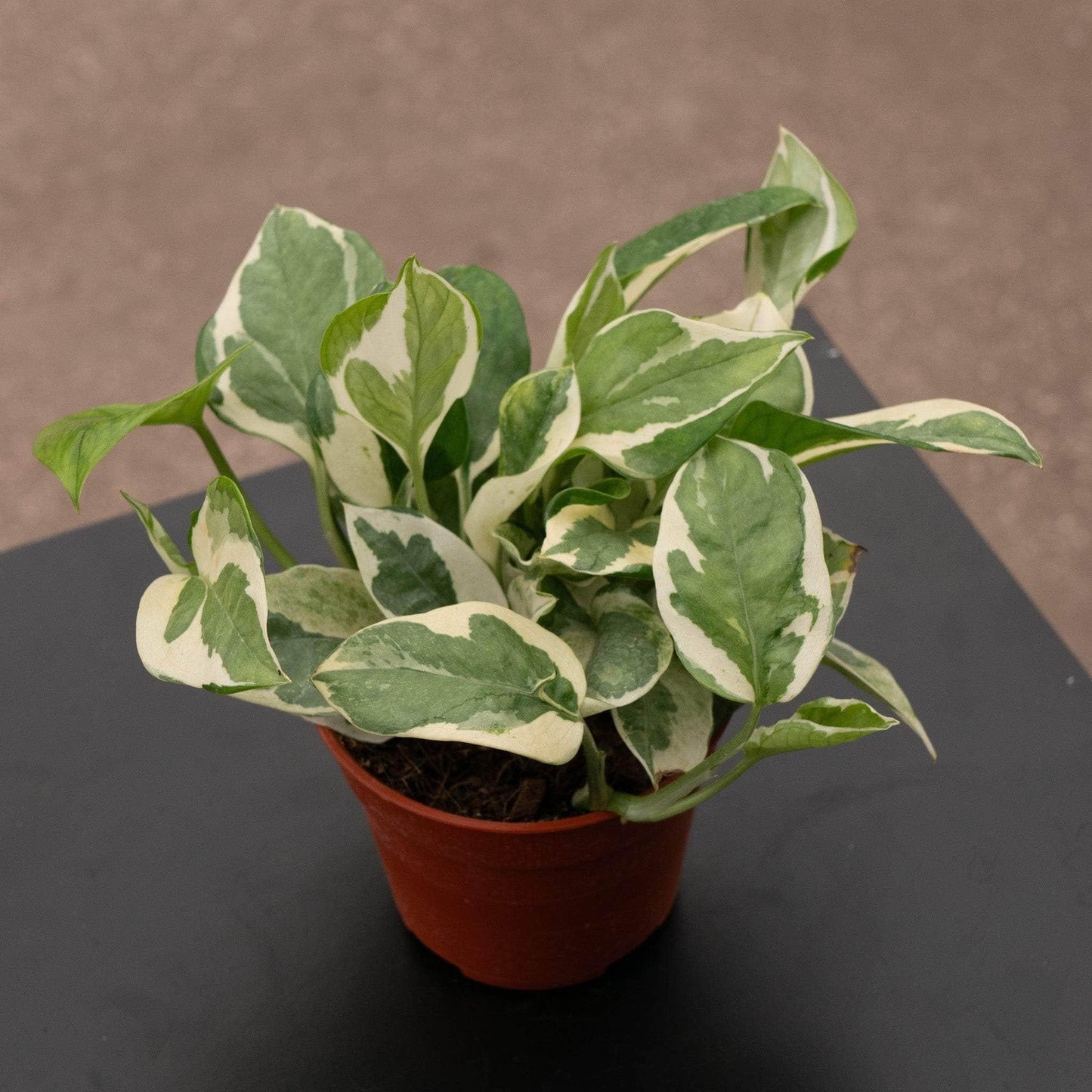 Pothos, Epipremnum Aureum 'n'joy' - View 18 from www redcrocus com