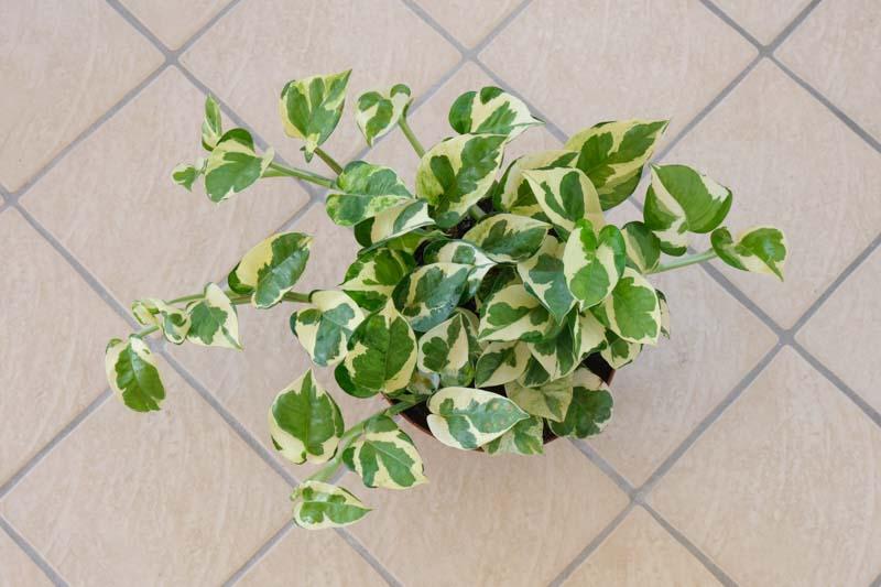 Pothos, Epipremnum Aureum 'n'joy' - View 1 from www redcrocus com