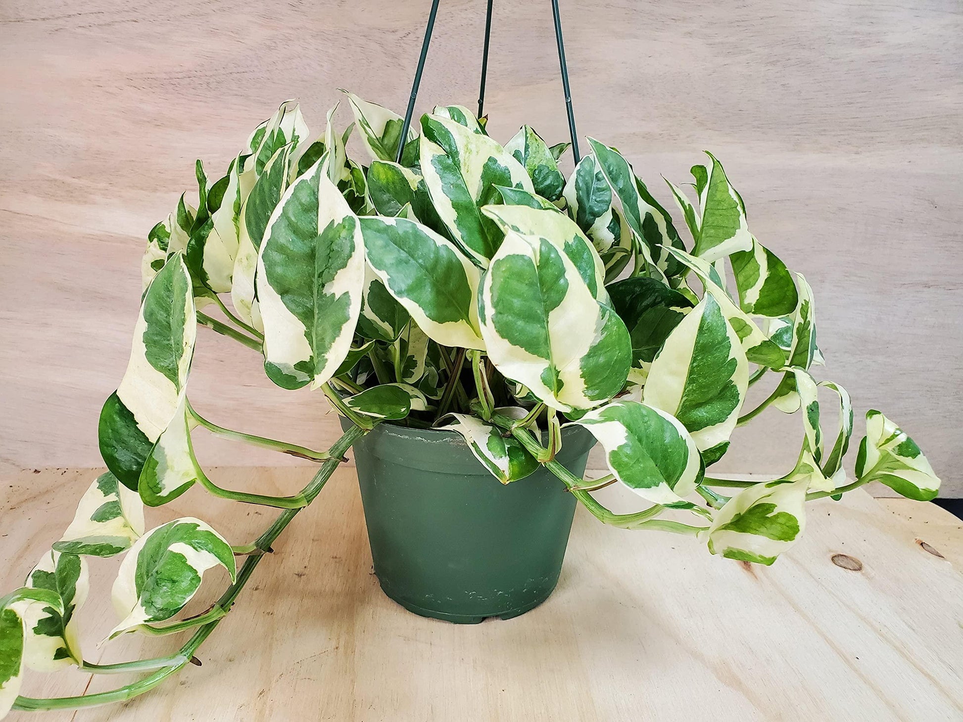 Pothos, Epipremnum Aureum 'n'joy' - View 21 from www redcrocus com