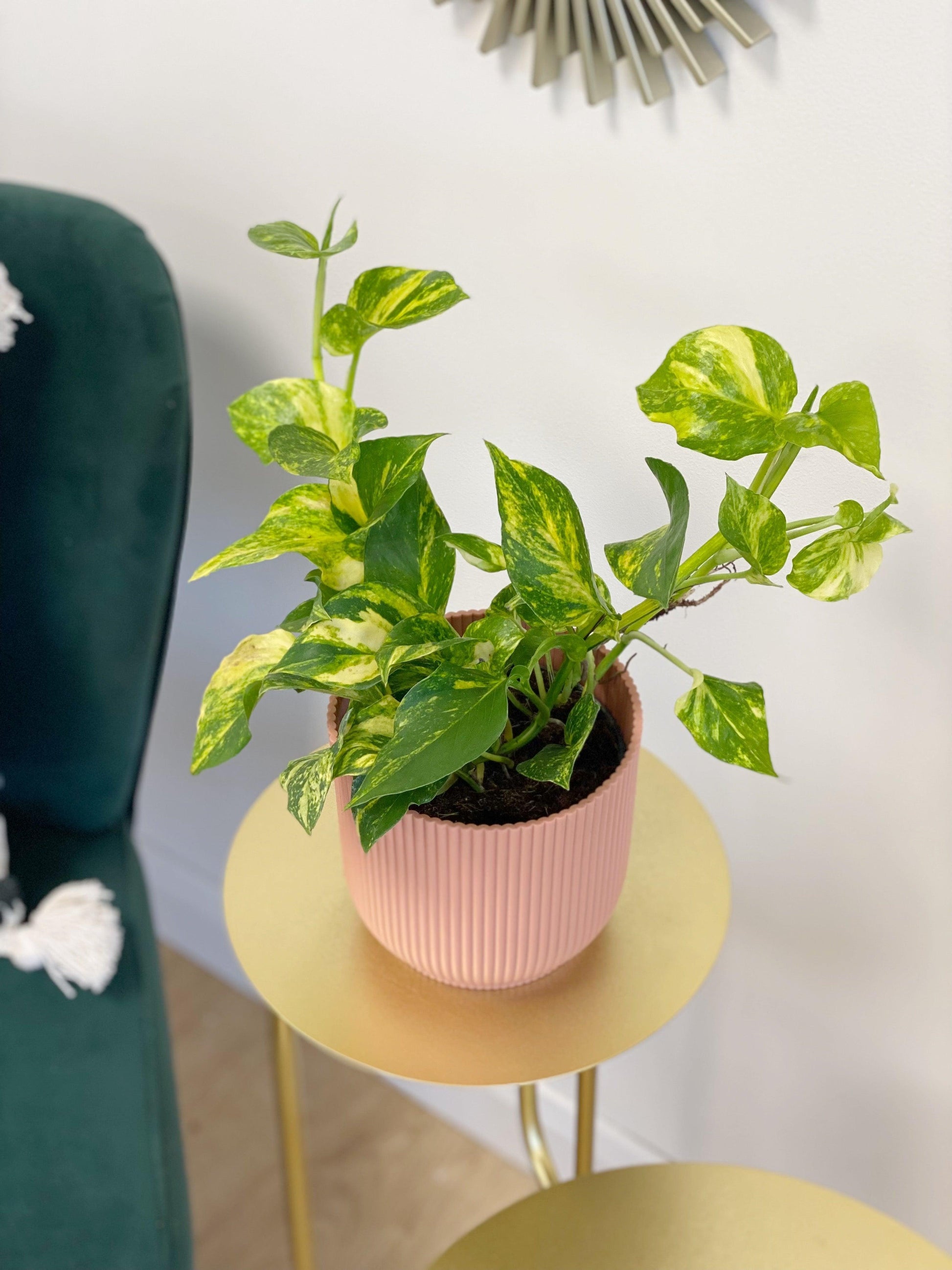 Pothos, Epipremnum Aureum 'n'joy' - View 22 from www redcrocus com