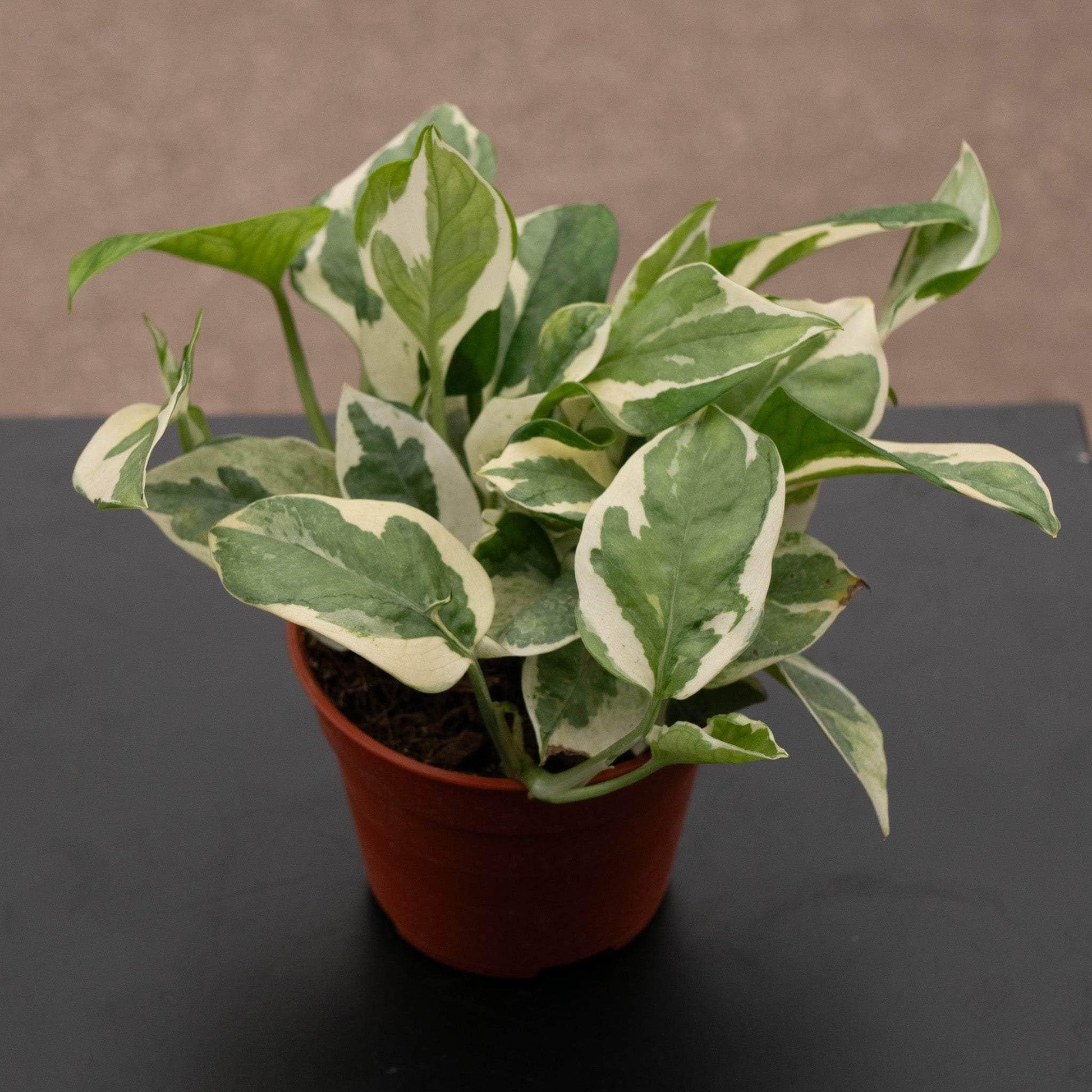 Pothos, Epipremnum Aureum 'n'joy' - View 23 from www redcrocus com