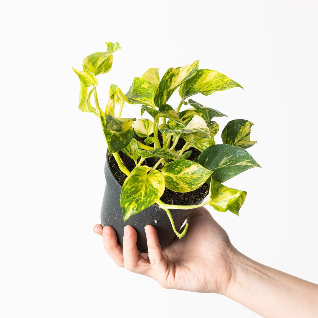 Pothos, Epipremnum Aureum 'n'joy' - View 27 from www redcrocus com