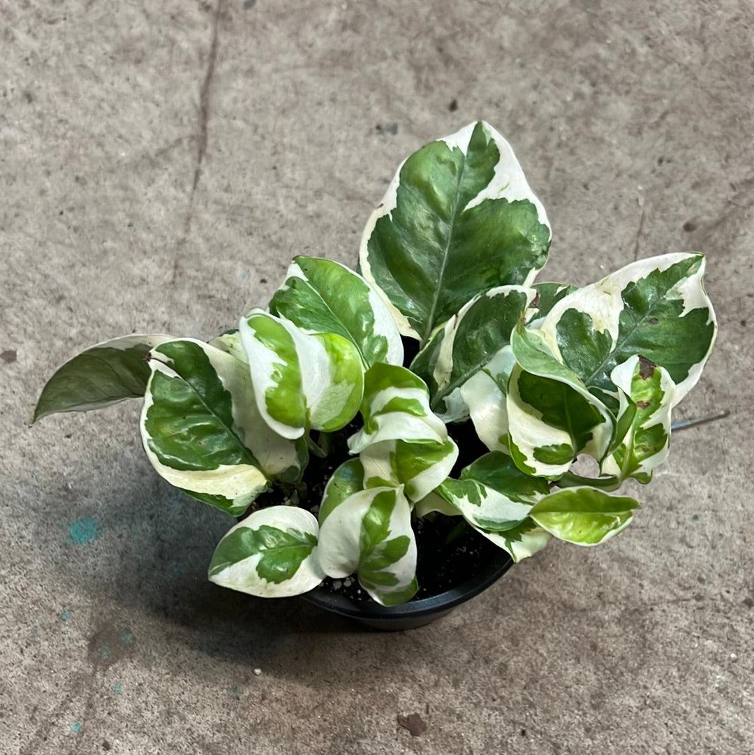 Pothos, Epipremnum Aureum 'n'joy' - View 29 from www redcrocus com