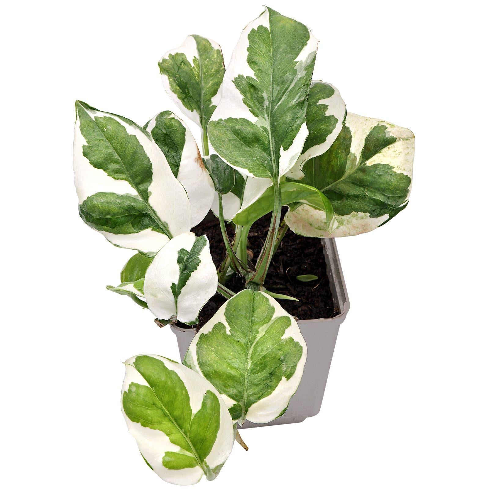 Pothos, Epipremnum Aureum 'n'joy' - View 2 from www redcrocus com