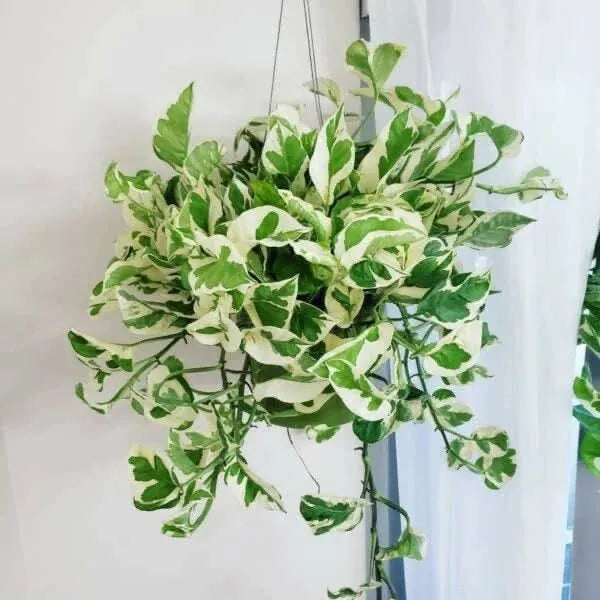 Pothos, Epipremnum Aureum 'n'joy' - View 3 from www redcrocus com