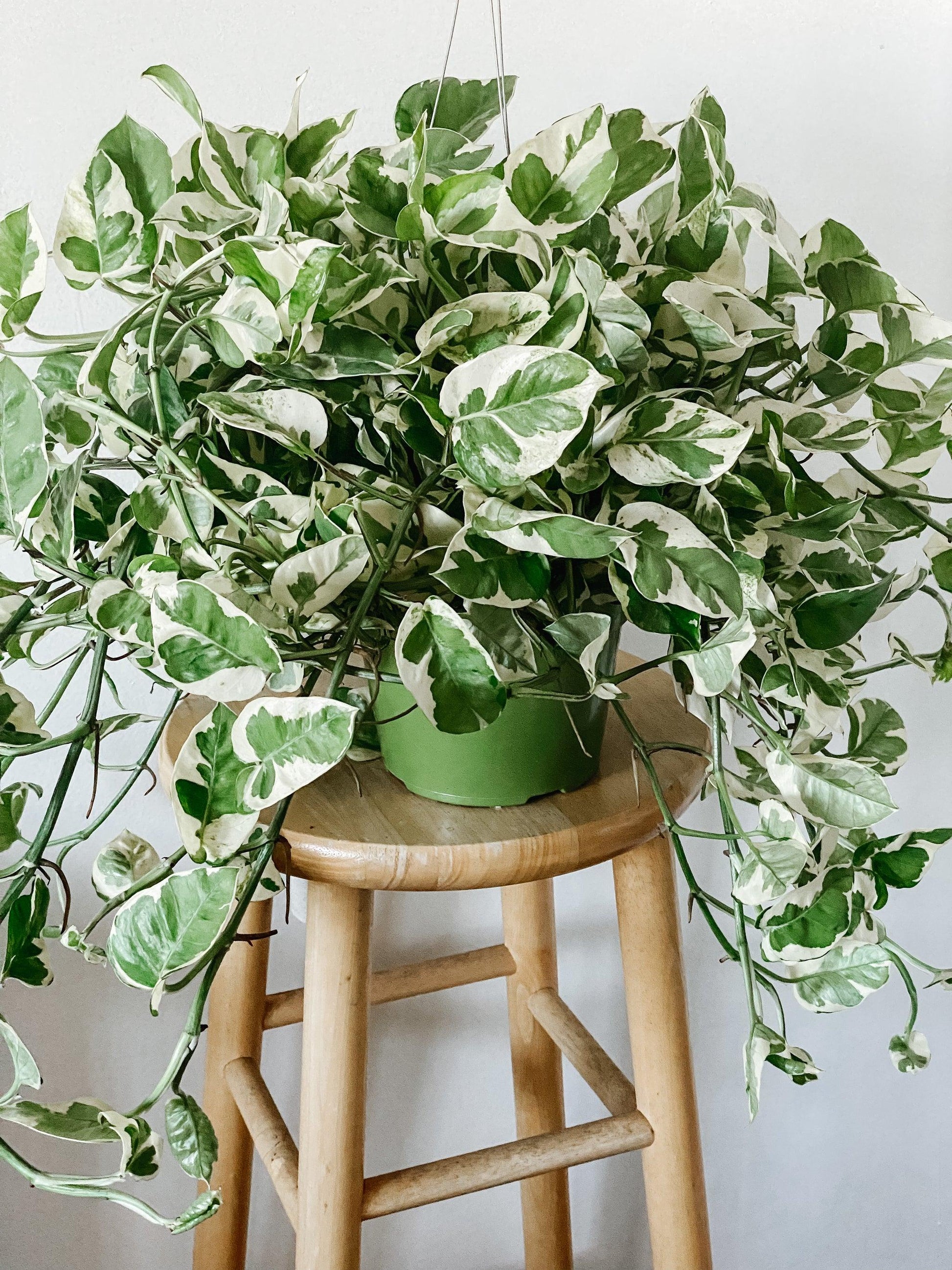 Pothos, Epipremnum Aureum 'n'joy' - View 4 from www redcrocus com