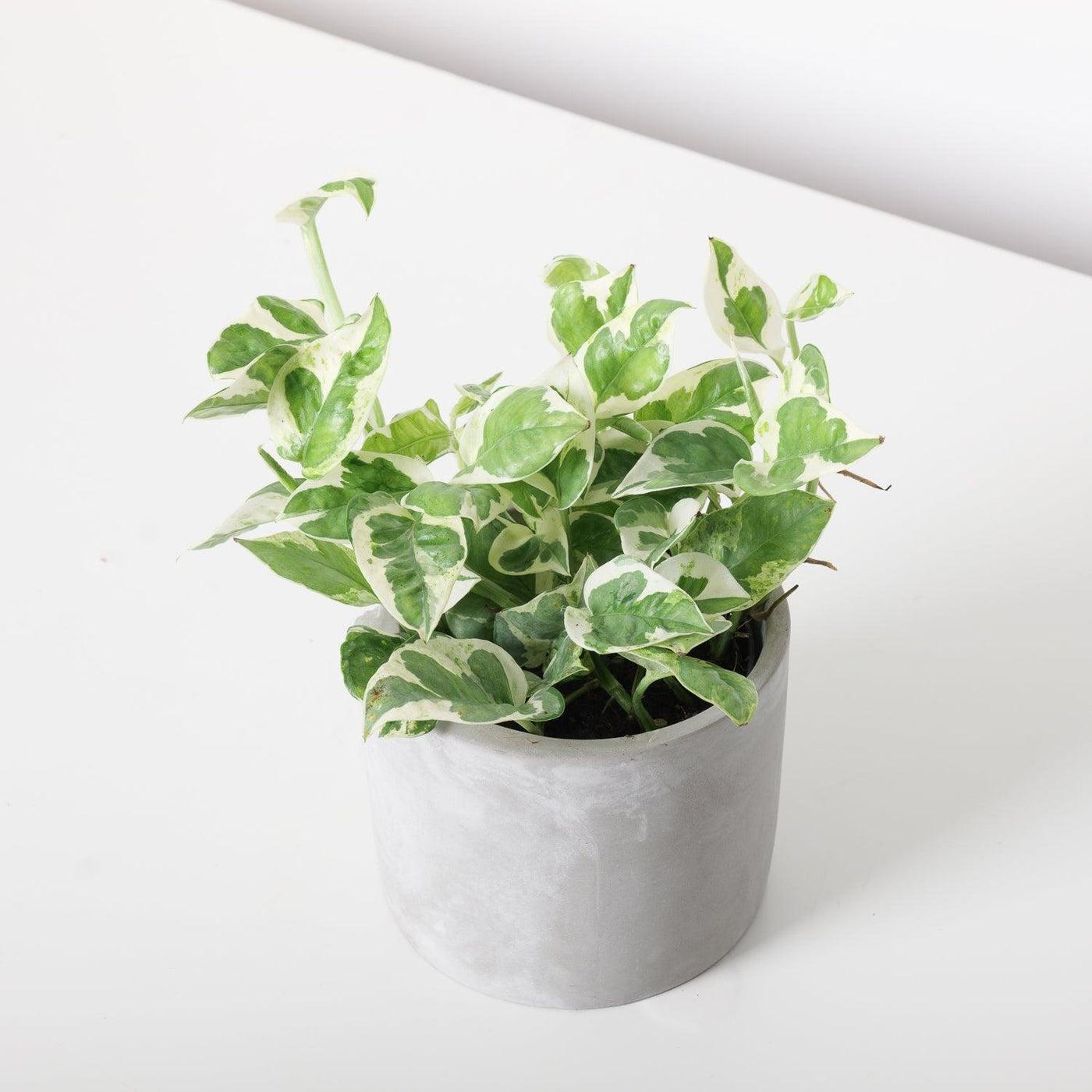 Pothos, Epipremnum Aureum 'n'joy' - View 7 from www redcrocus com