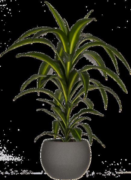 Dracaena 27hawaiian Sunshine 27 Bush 12 D122bdd5 E5b4 47d5 9f40 Bc8ad9983bc1 from www redcrocus com