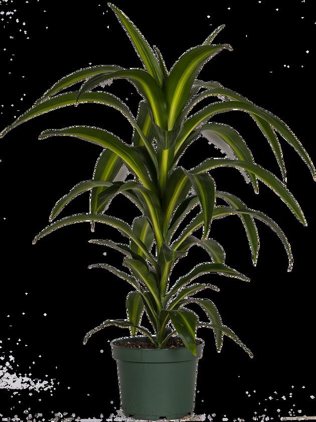 Dracaena 27hawaiian Sunshine 27 Bush 13 3a6ea6f6 A1b6 4fd0 9afb B905c93f2e60 from www redcrocus com