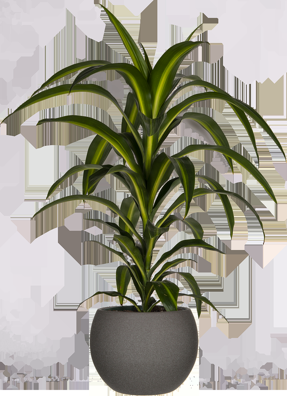 Dracaena 27hawaiian Sunshine 27 Bush 14 90a6396d C512 450d A1cb F2d91add6b20 from www redcrocus com