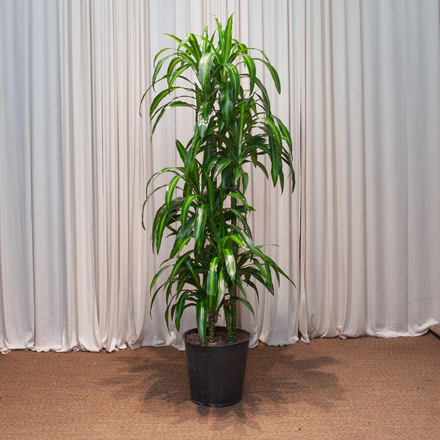 Dracaena 27hawaiian Sunshine 27 Bush 15 12d8628b Dbd6 4f68 B3ba 31e6c325d7e2 from www redcrocus com