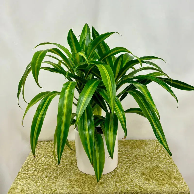 Dracaena 27hawaiian Sunshine 27 Bush 17 0526581e 737c 49b1 8465 Bac07237c099 from www redcrocus com