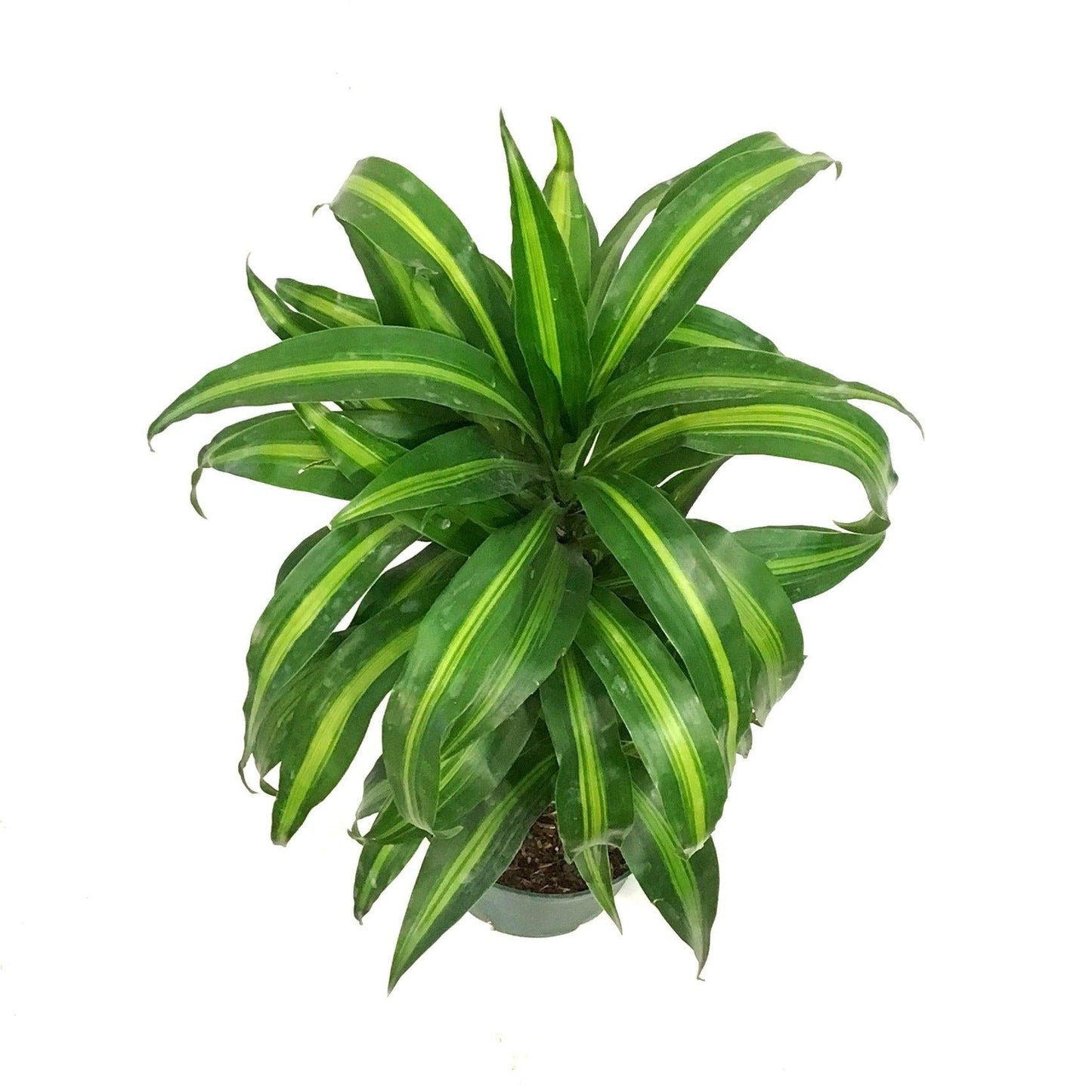 Dracaena 27hawaiian Sunshine 27 Bush 18 B6945639 9d56 40f8 9e00 09d0a53a9aa5 from www redcrocus com