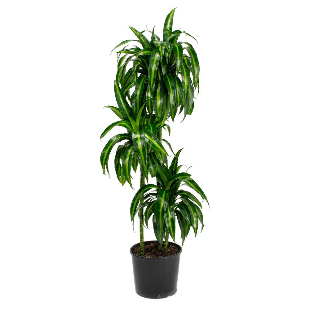 Dracaena 27hawaiian Sunshine 27 Bush 19 D7e59892 2b76 4aeb 877c Cbfa42c28e2d from www redcrocus com