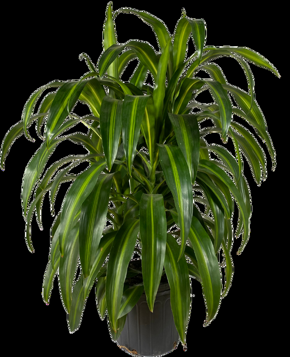 Dracaena 27hawaiian Sunshine 27 Bush 1 676ce74d 5ab7 4ec9 88aa A8ffa6ce47ae from www redcrocus com