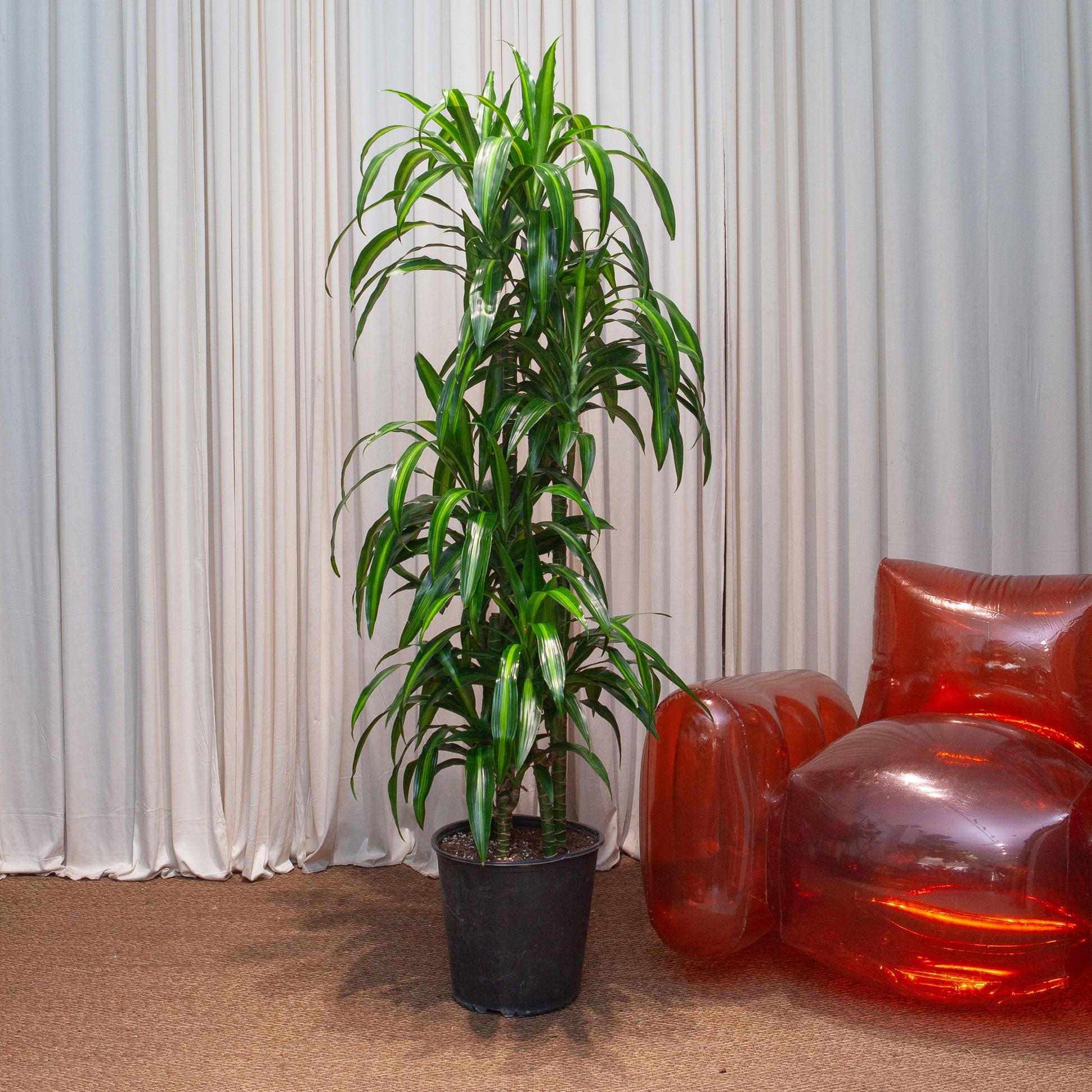 Dracaena 27hawaiian Sunshine 27 Bush 22 Fb8c142b 7146 48c1 8320 D60a876357ff from www redcrocus com