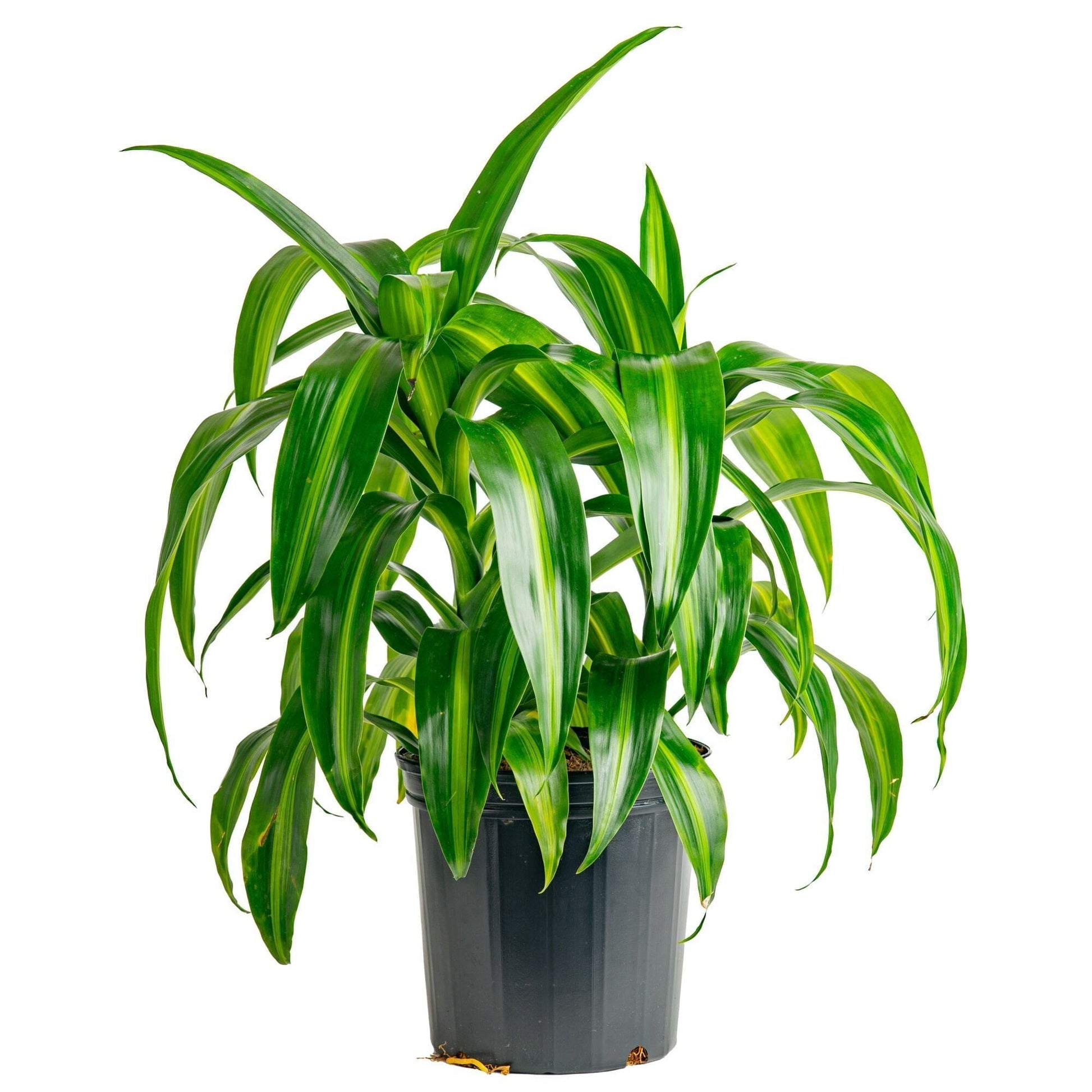 Dracaena 27hawaiian Sunshine 27 Bush 23 3a420f2f 8653 4112 8a13 9d53bbd826cf from www redcrocus com