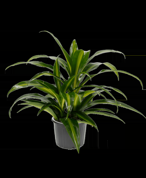 Dracaena 27hawaiian Sunshine 27 Bush 24 0b0f1d96 A1fc 4548 A7a8 B7044a5b66c0 from www redcrocus com