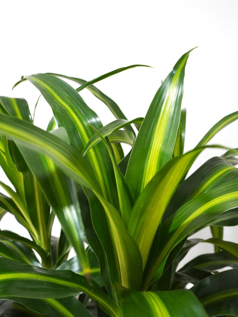 Dracaena 27hawaiian Sunshine 27 Bush 25 19ab95e2 556f 43db Ab6c 0bd75720a40b from www redcrocus com